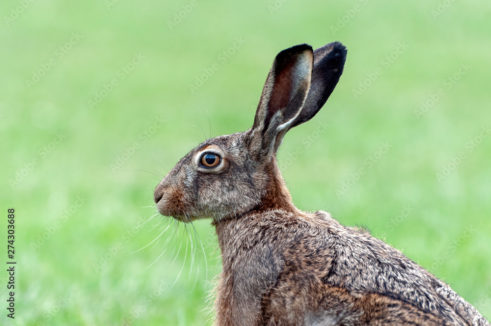 Fototapeta premium Side view of a brown hare