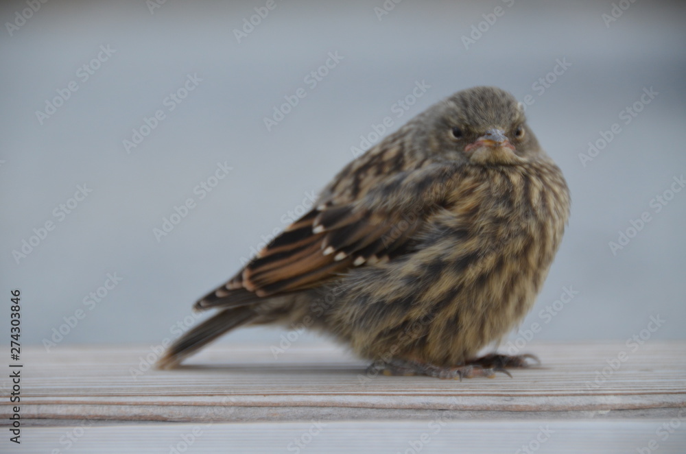 Fototapeta premium Spatz dick