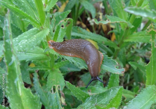 Slugs climbed on daisy plants, then started to chewing the leaves