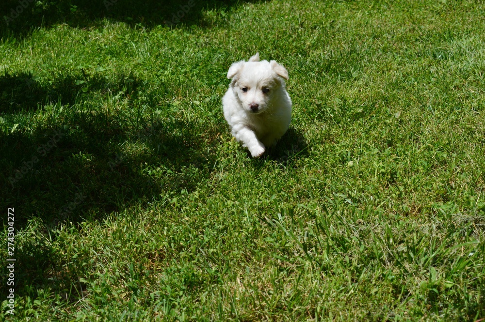 a little white puppy in the grass a little white puppy in the grass