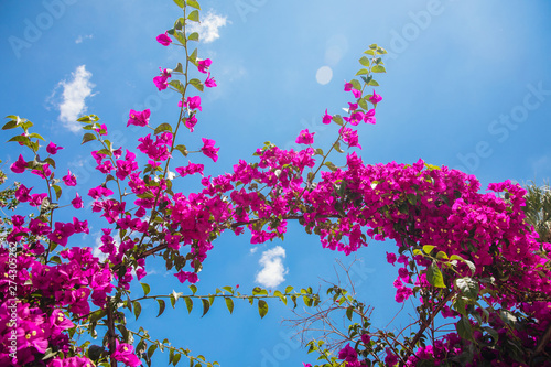 Beautiful red or pink Bougainvillea flowers, plants and garden in Bodrum city of Turkey. View of beautiful garden at summer season in Bodrum town Turkey. © Hakan Tanak