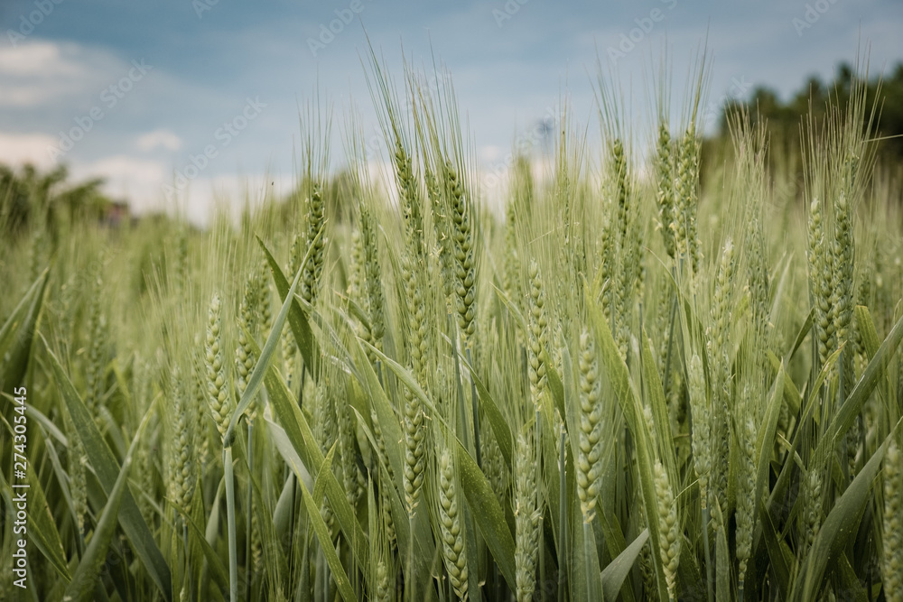 Green wheat ear spikes close up Green wheat ear spikes close up