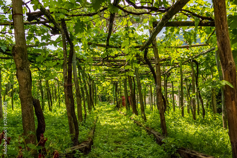 Naklejka premium Green terraced grape vineyard on a hill