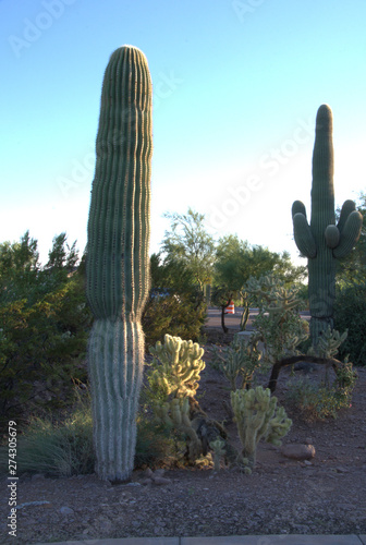 saguaro cactus