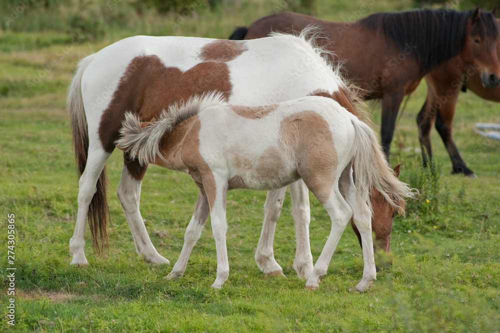 Color photo of the mares and foals at Grayson Highlands State Park in Virginia. Color photo of the mares and foals at Grayson Highlands State Park in Virginia.