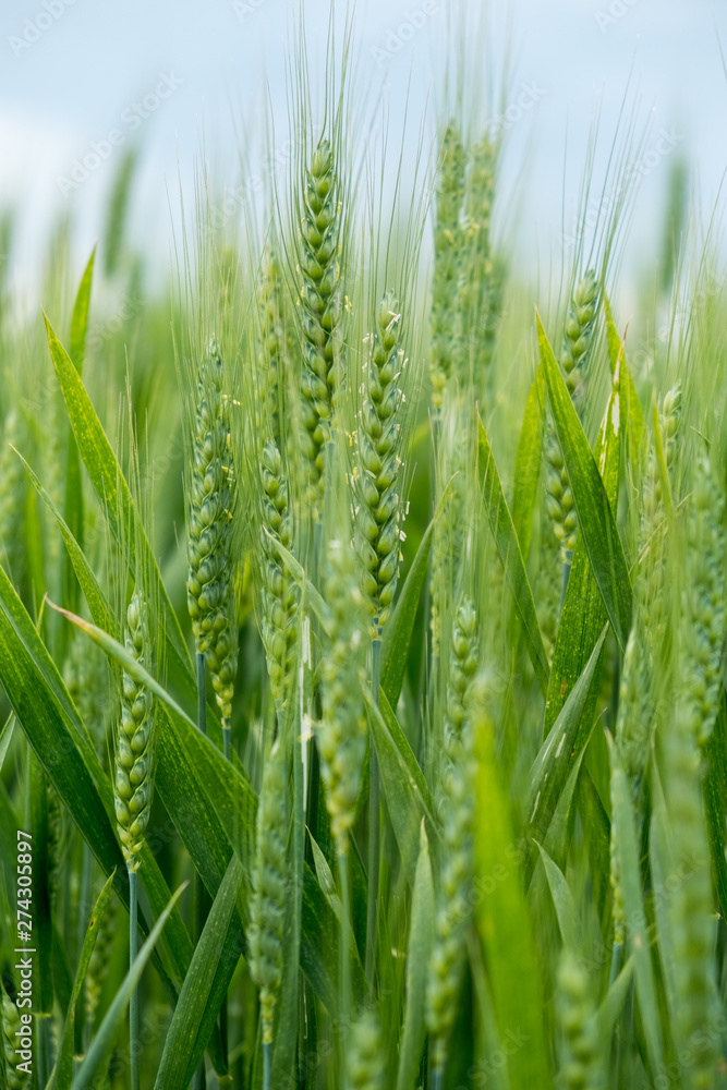Obraz premium Green wheat ear spikes close up