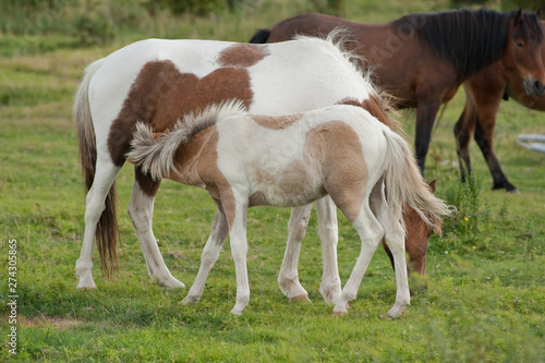 Color photo of the mares and foals at Grayson Highlands State Park in Virginia.