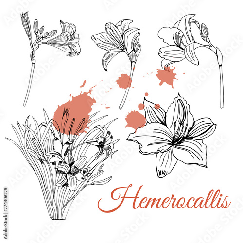 Obraz na plátně Set with monochrome  sketch of  hemerocallis flowers  and abstract spots