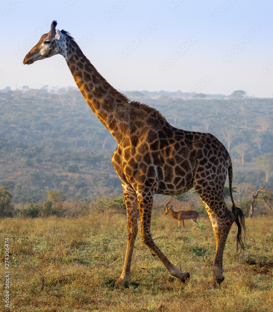 Obraz premium Girafe et antilope