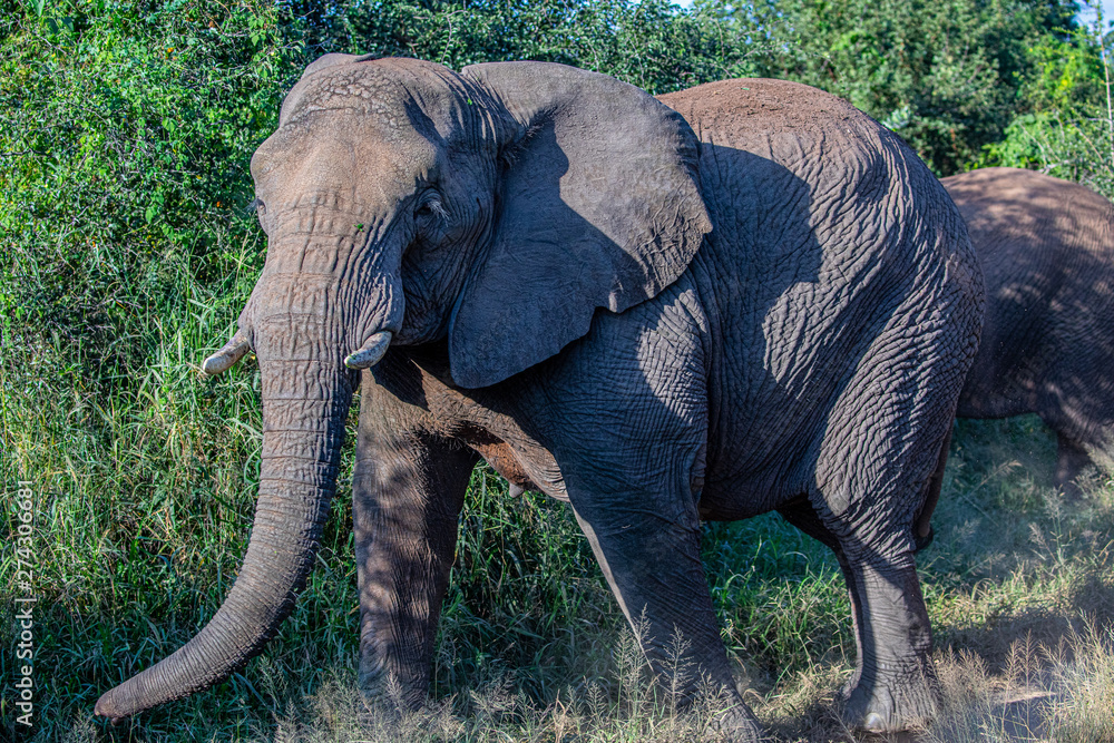 Obraz premium éléphant