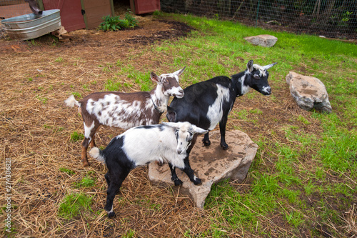 Color photo of two young goats standing on a rock with their mother showing their unique colors.