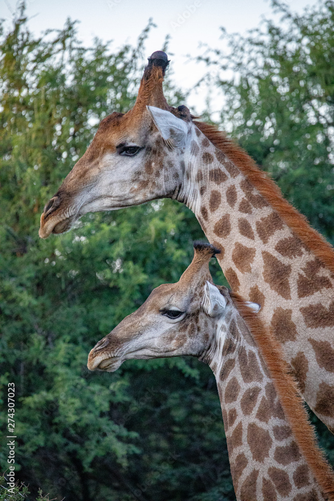 Obraz premium girafe