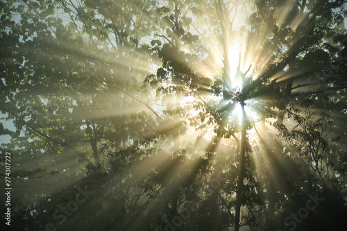 Beautiful sun rays break through the fog shining through the trees