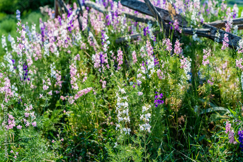 Fototapeta Naklejka Na Ścianę i Meble -  Beautifu violet Delphinium flowers bloming in the country