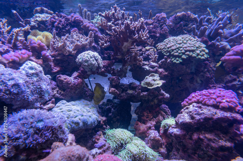 Carnas, France - 06 10 2019: Beautiful aquarium in salt water