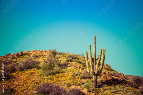 A Saguaro cactus in the desert of Arizona on a hill with a super bloom of California poppies at its base.