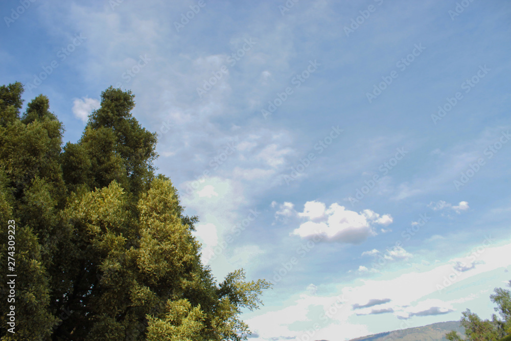 trees and blue sky trees and blue sky
