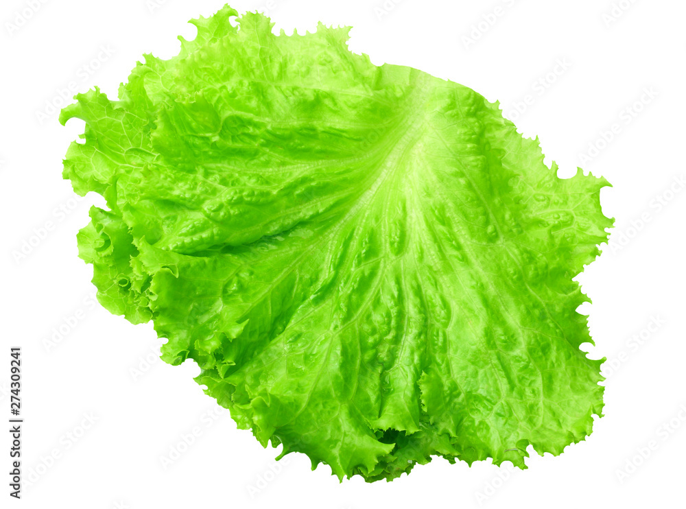one salad leaf isolated on a white background - obrazy, fototapety, plakaty 