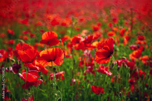 Poppy flowers meadow