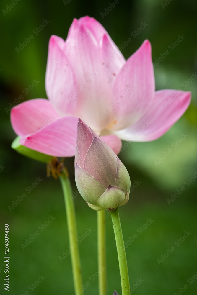 Lotus is a flower that symbolizes happiness and peace of Buddhists.