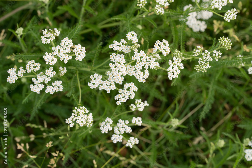 Achillea millefolium, yarrow white flowers Achillea millefolium, yarrow white flowers