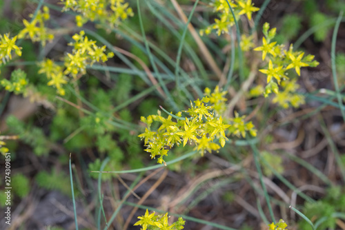 Sedum acre, goldmoss stonecrop yellow flowers photo