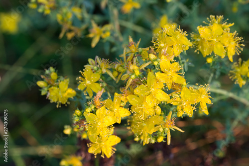 Fotografie hypericum yellow flowers macro