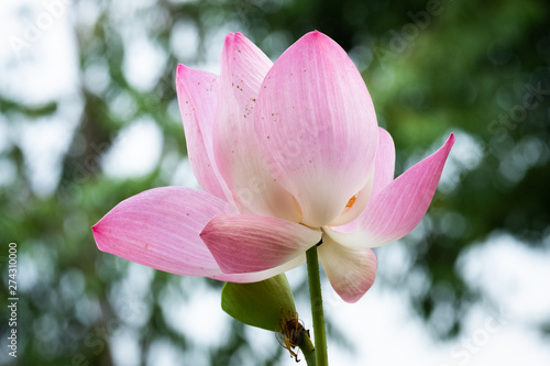 Lotus is a flower that symbolizes happiness and peace of Buddhists.