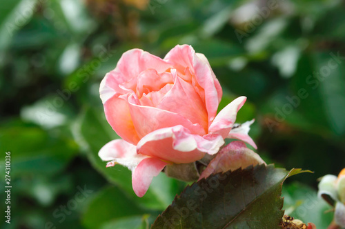 One pink rose flower in summer garden.