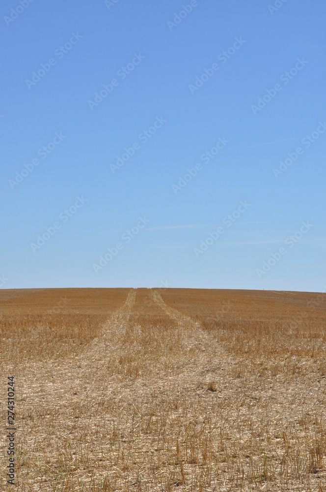 Tracks on Prairie
