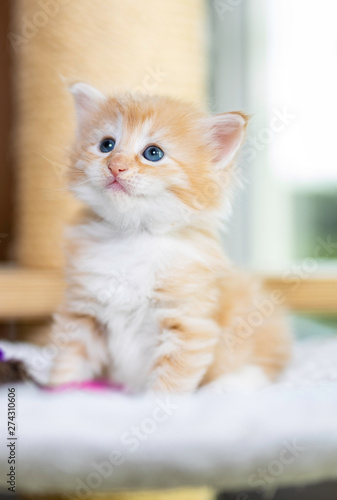 Wallpaper Mural Small kitten blue eys fluffy Torontodigital.ca