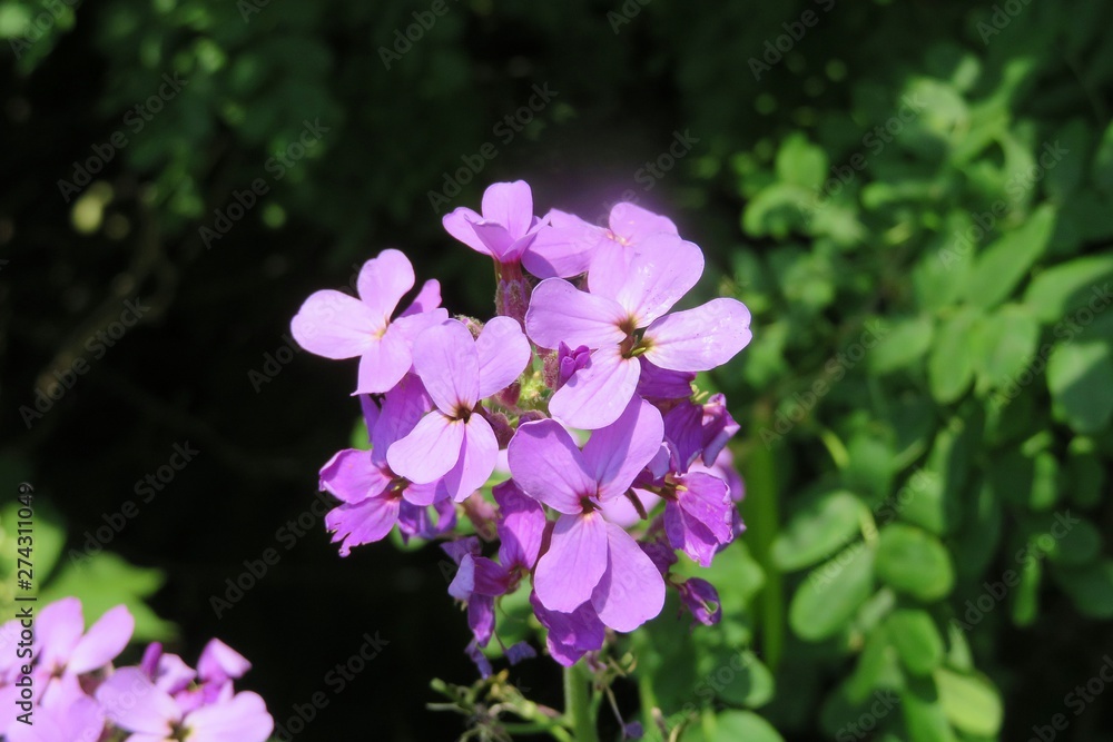 Beautiful purple Lunaria flowers in Florida nature, closeup Beautiful purple Lunaria flowers in Florida nature, closeup