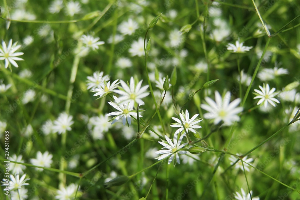 Beautiful Stellaria flowers in the meadow on natural green background Beautiful Stellaria flowers in the meadow on natural green background