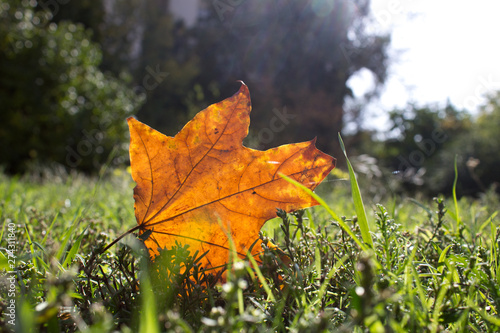 Bright beautiful orange autumn maple leaf on green grass natural background,close up