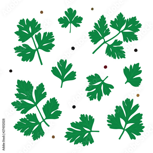 Parsley. Green parsley leaves. Vector illustration of a plant
