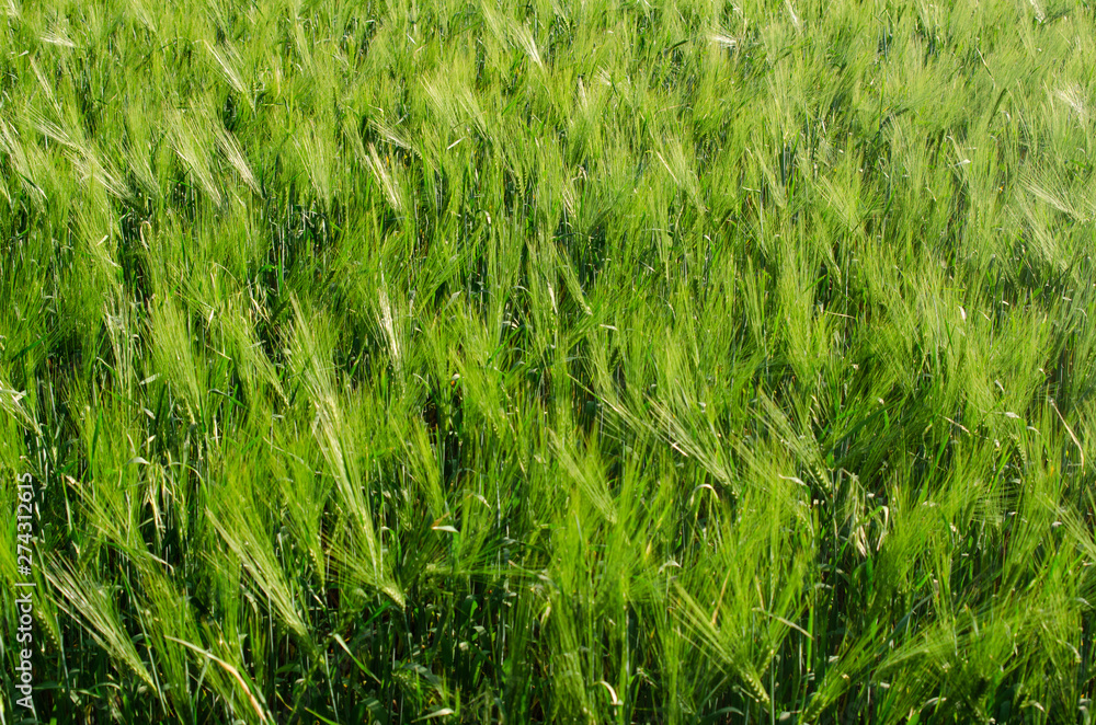 green wheat field and sunny day green wheat field and sunny day