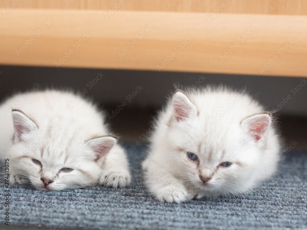 small gray kittens lie on the floor small gray kittens lie on the floor