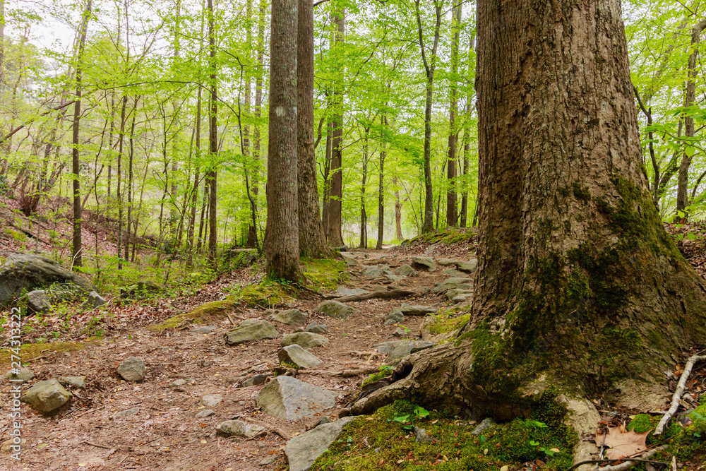 Fototapeta premium Hiking trail in the woods at spring time.