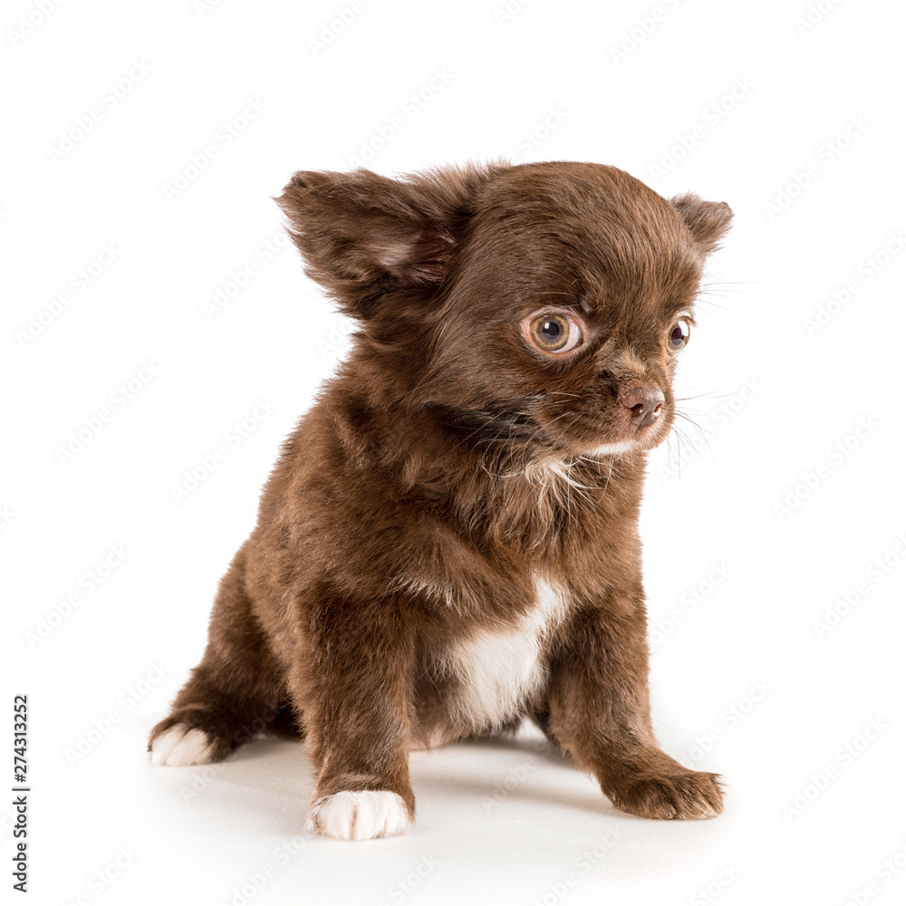Small brown longhaired chihuahua puppy isolated Small brown longhaired chihuahua puppy isolated