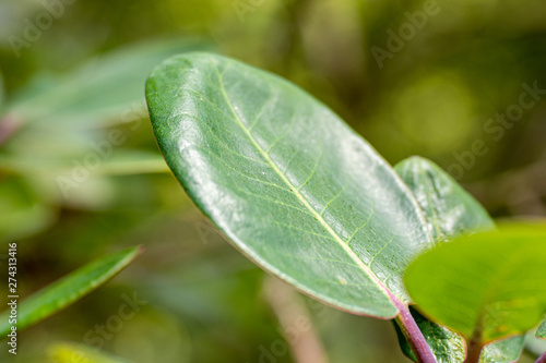 Detail view of a leaf