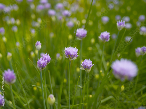 Blooming onion on the background of green grass in the summer afternoon