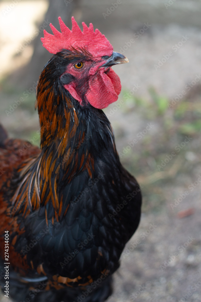 closeup black copper Marans rooster with red crest