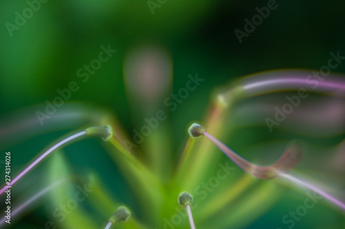 Closeup view of a flower © JKeiser