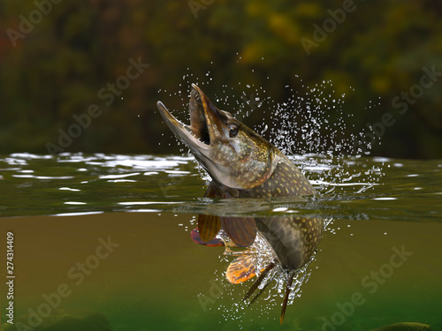 Northern Pike fish jumping in river halfwater view 3d realitstic render