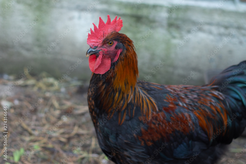 Beautiful colorful black copper Marans roosters in the chicken coop. Adult beautiful rooster with colored feathers walking on the ground in a henhouse.