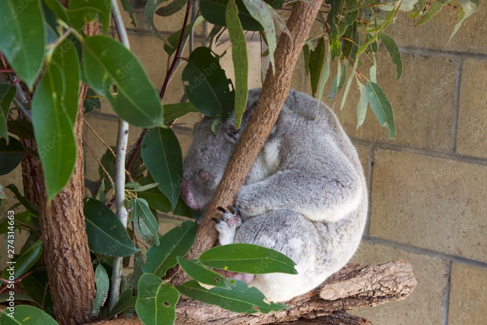 Fototapeta premium koala in a tree