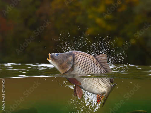 Carp fish jumping in river halfwater view 3d realitstic render photo