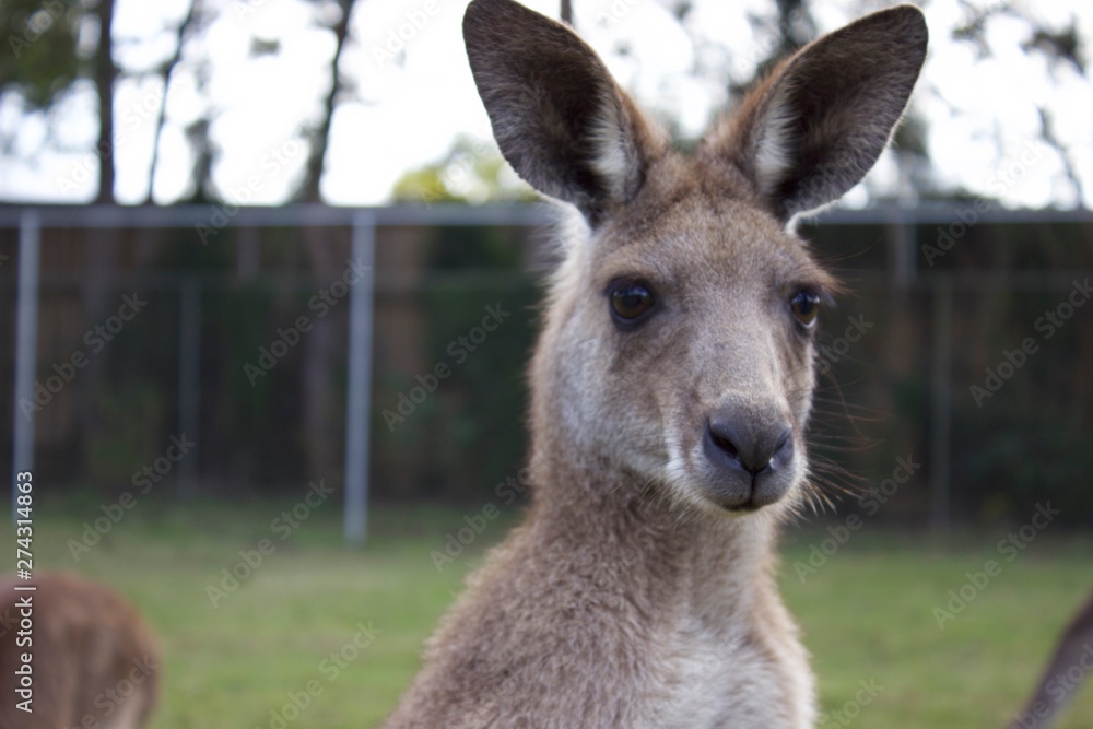 Fototapeta premium kangaroo in the grass
