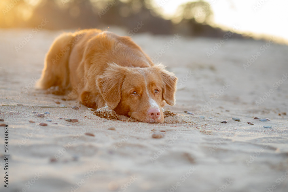 toller dog on the sand sunset. Nova Scotia Duck Tolling Retriever in nature. pet travel