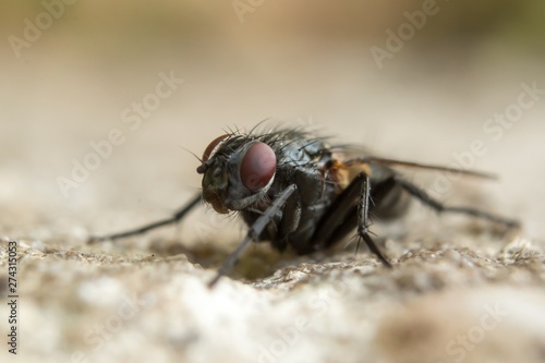 Macro closeup of Brachycera fly against blurred brown background, copy space for text